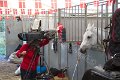 IMG_8416